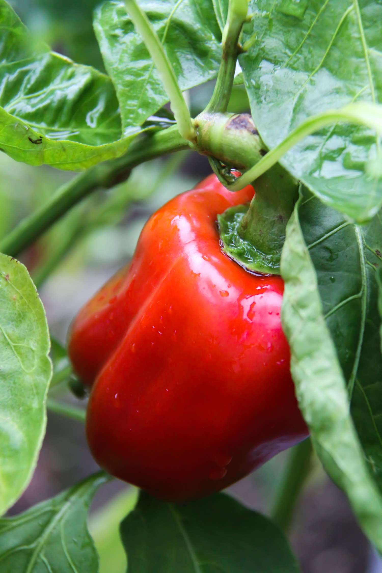 Poivron 'Jubilanska' (graines BIO)